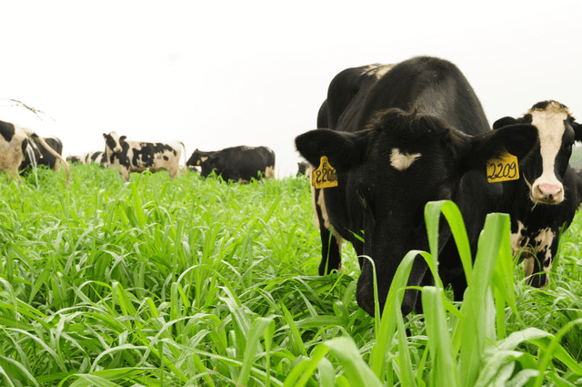 Quy trình chăn nuôi bò thịt, bò sữa theo phương pháp hữu cơ