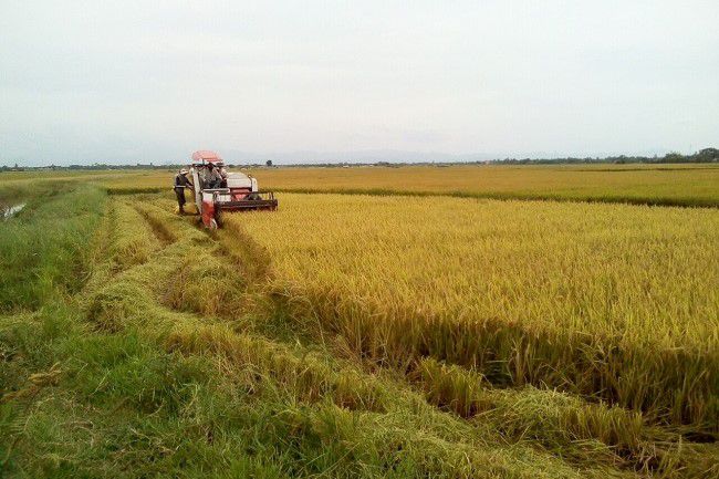Cánh đồng vàng nông nghiệp hữu cơ tại huyện Triệu Phong, Quảng Trị