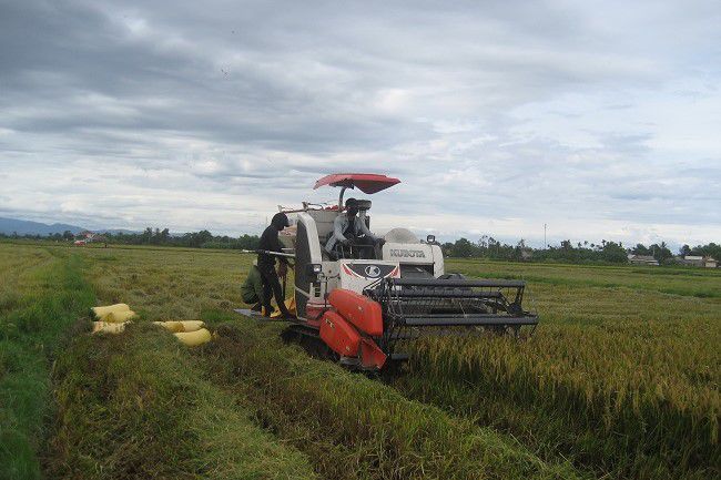 Thu hoạch trên cánh đồng lúa nông nghiệp hữu cơ của HTX Triệu Phong
