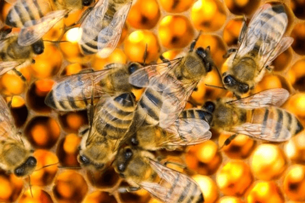 Quy trình chăn nuôi ong theo phương pháp hữu cơ