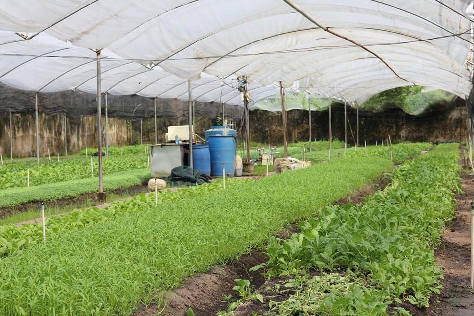 Trung tâm TQC cấp chứng nhận hữu cơ cho trang trại Happy Vegi