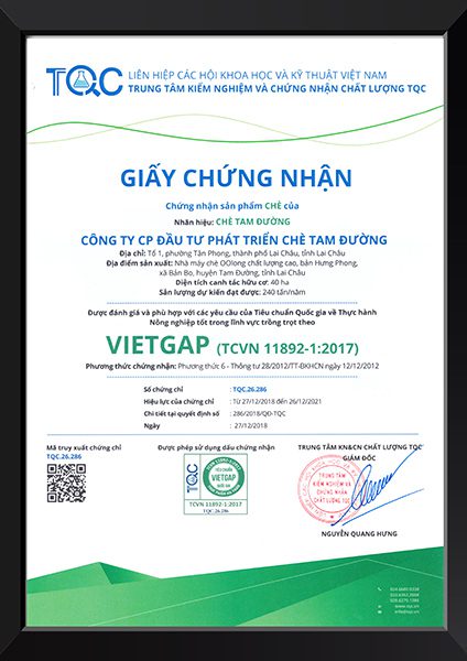 Trung tâm TQC chứng nhận VietGAP cho chè Tam Đường