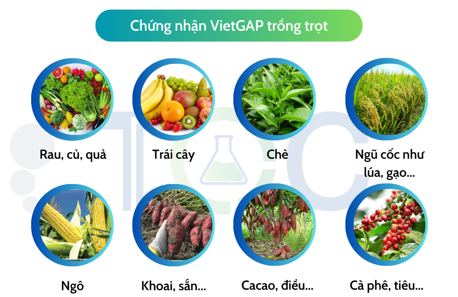 Đối tượng chứng nhận VietGAP trồng trọt