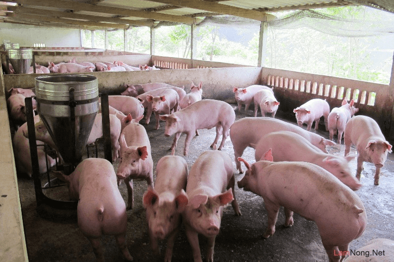 Quy trình chăn nuôi heo, chăn nuôi lợn theo phương pháp hữu cơ