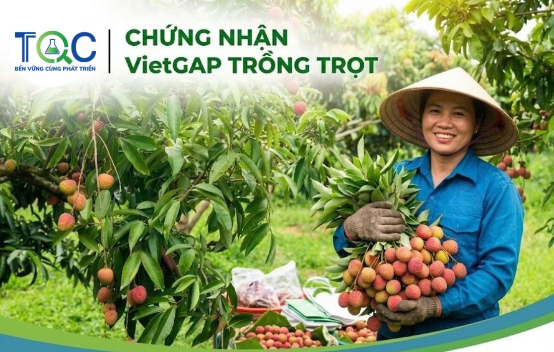Chứng nhận Vietgap trồng trọt