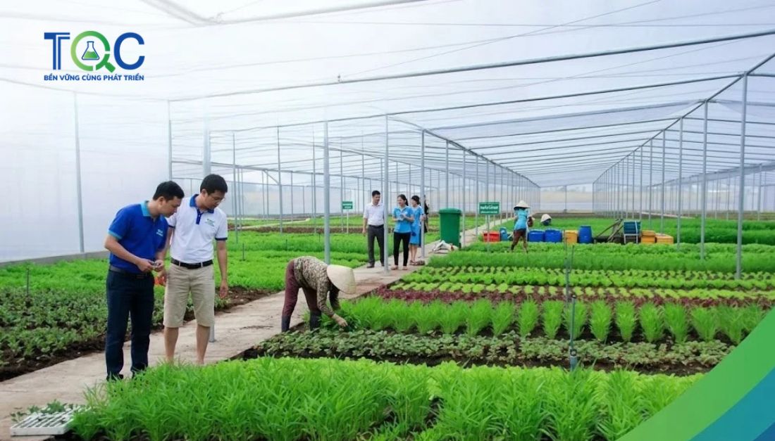 Trồng Rau theo tiêu chuẩn Vietgap