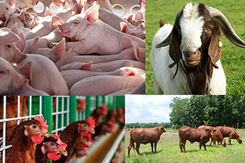 Thị xã Long Mỹ Mô hình nuôi heo thịt trên sàn  giải pháp mới giảm thiểu ô  nhiễm môi trường trong chăn nuôi và mang lại hiệu quả cao