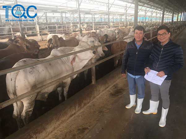 Chuyên gia TQC đánh giá Chứng nhận VietGap Chăn nuôi 2022 | TQC