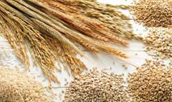 Ngũ cốc hữu cơ (Lúa, ngô, khoai, sắn, đỗ, lạc, vừng...)