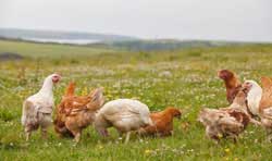 Gia cầm hữu cơ và trứng gia cầm hữu cơ (gà, vịt, ngan, ngỗng, chim…)