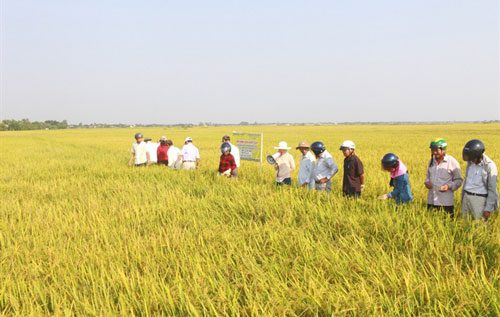 TQC chứng nhận hữu cơ cho gạo hữu cơ Triệu Phong