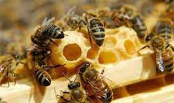 Ong và sản phẩm từ Ong như mật ong, phấn hoa, sữa ong chúa…